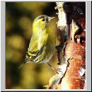 Carduelis spinus - Erlenzeisig 17.jpg